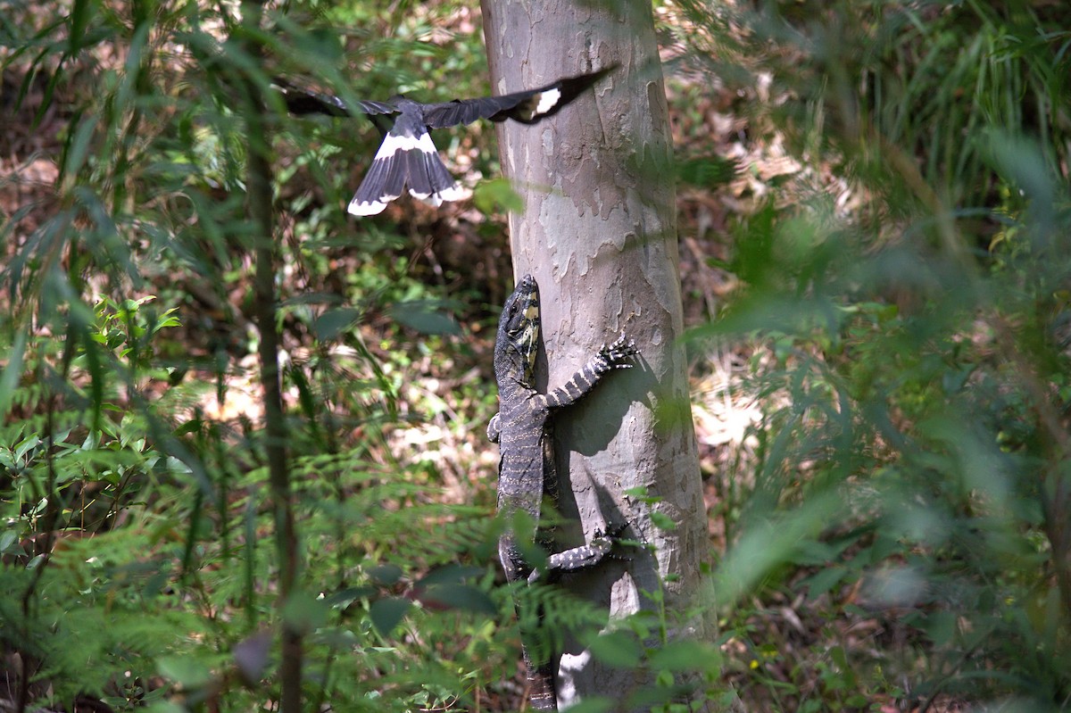 樹巨蜥 - ML645308877