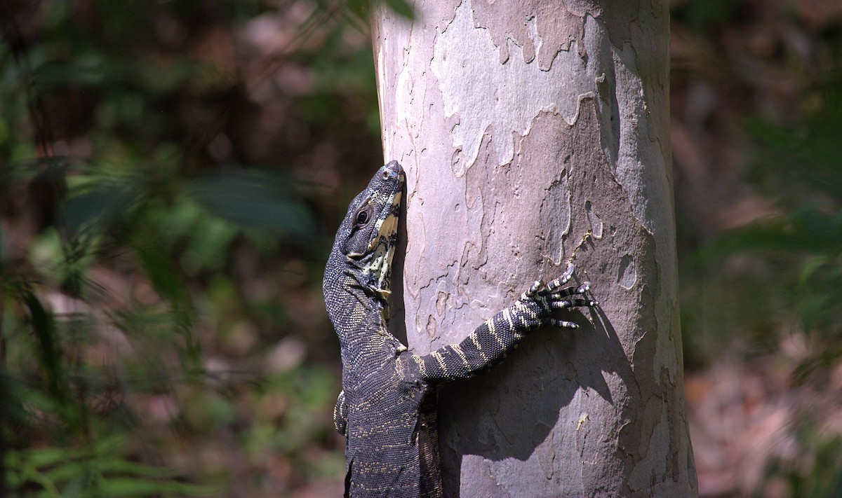 樹巨蜥 - ML645308878