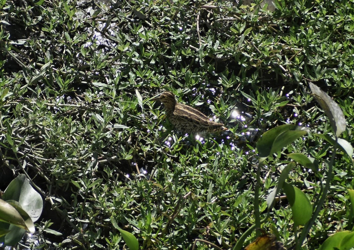 ハリオシギ - ML645308881