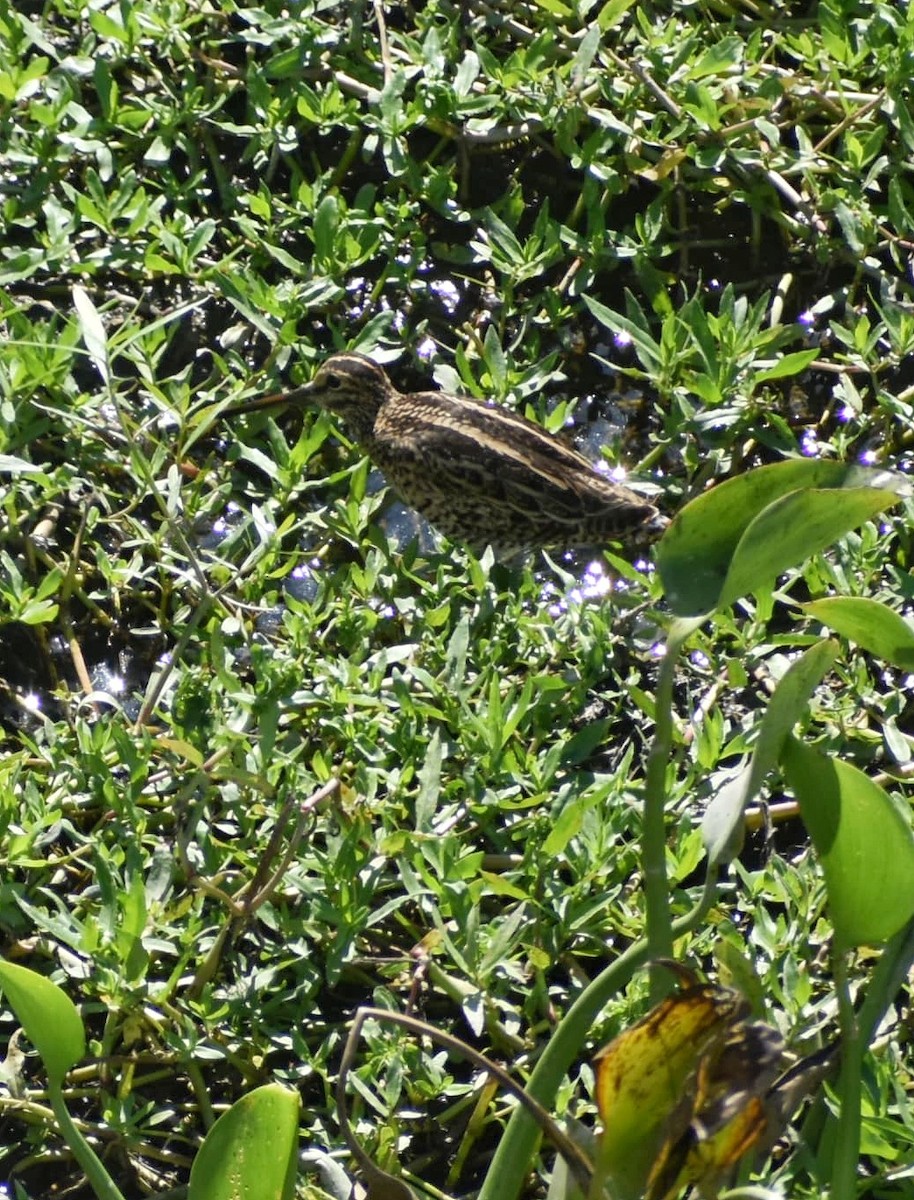 ハリオシギ - ML645308882