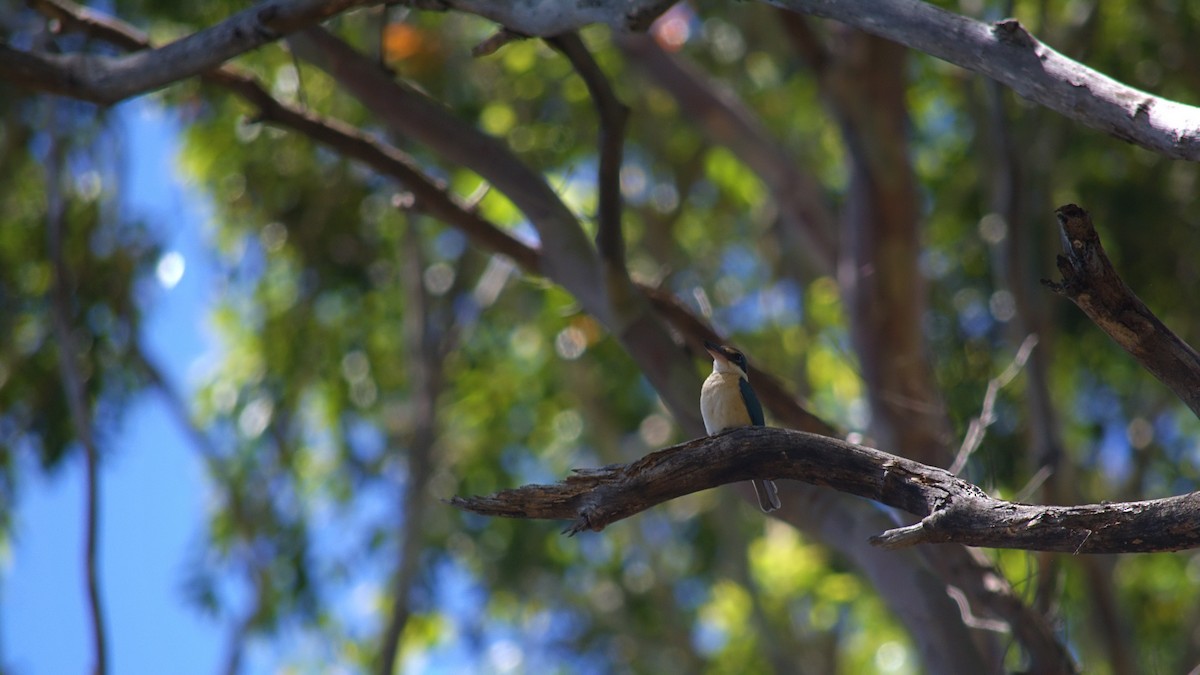 Sacred Kingfisher - ML645308892