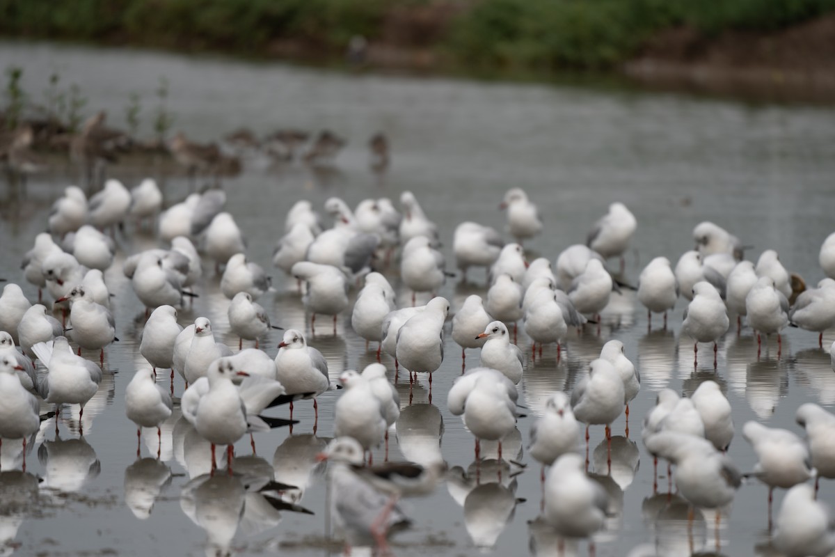 Gaviota Centroasiática - ML645308895