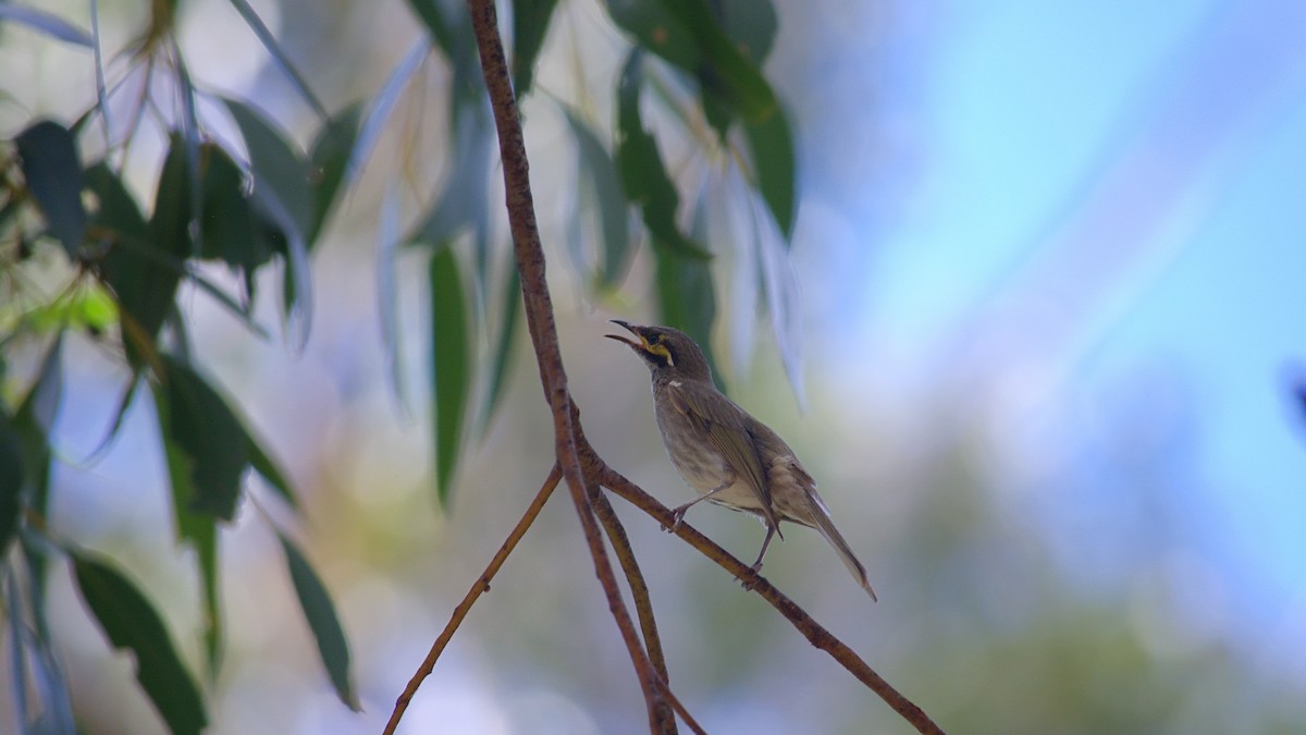 Yellow-faced Honeyeater - ML645308906