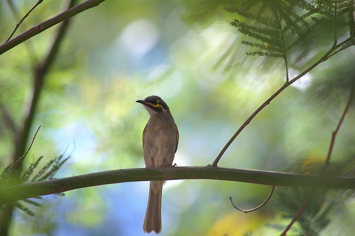 Yellow-faced Honeyeater - ML645308907
