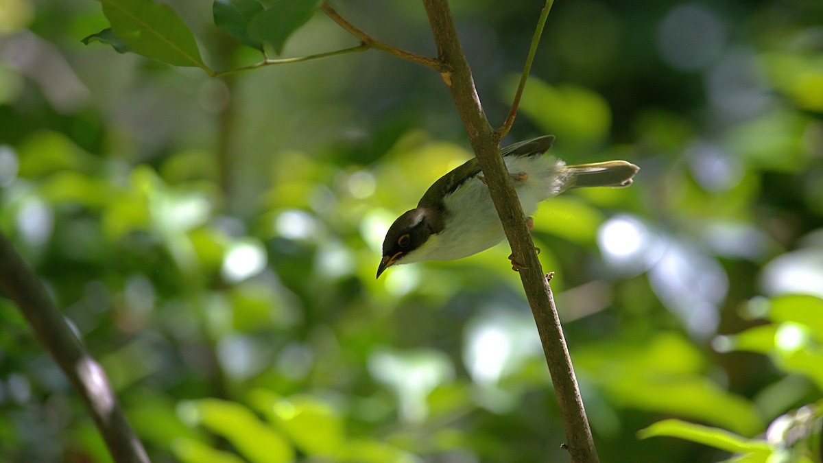 White-naped Honeyeater - ML645308912