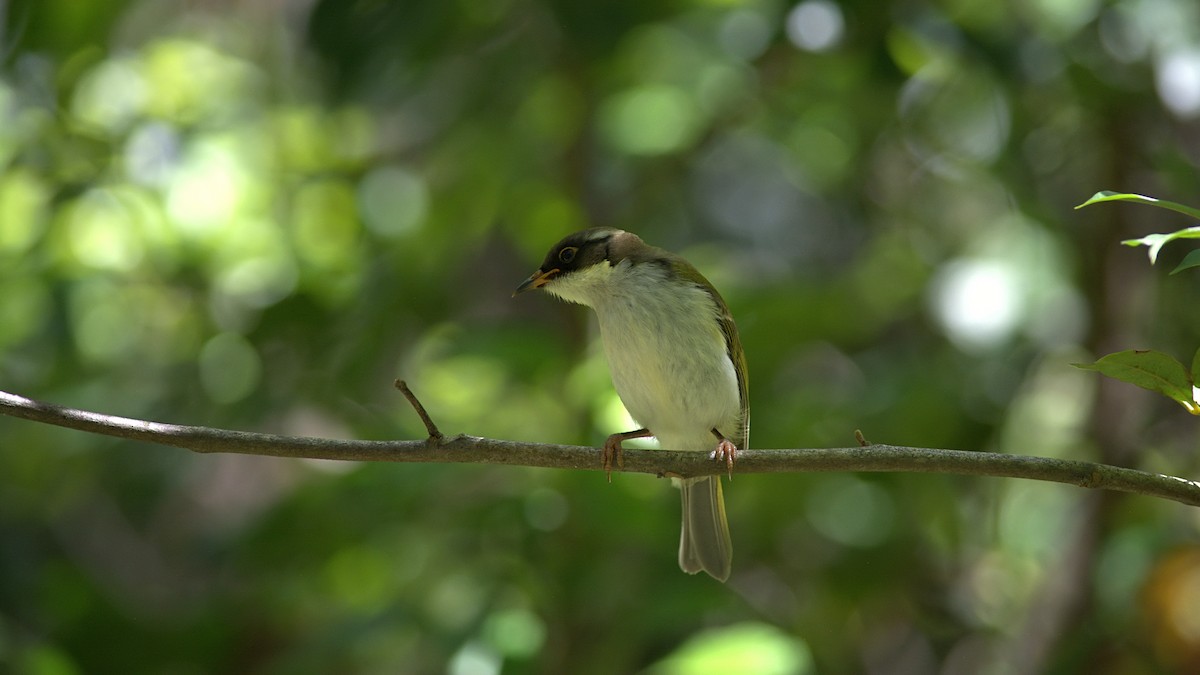 White-naped Honeyeater - ML645308913