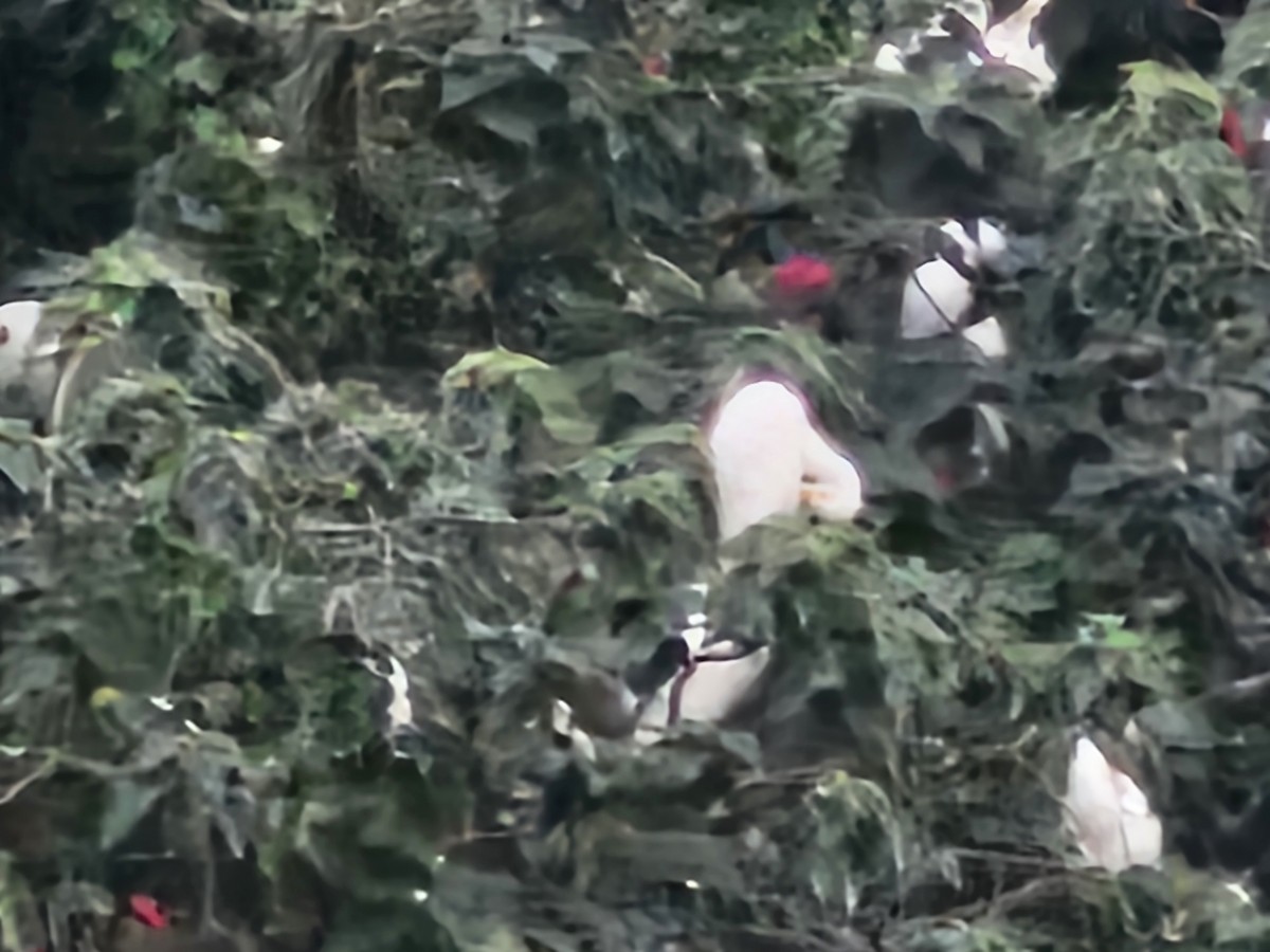 Garceta Grande - ML645308915