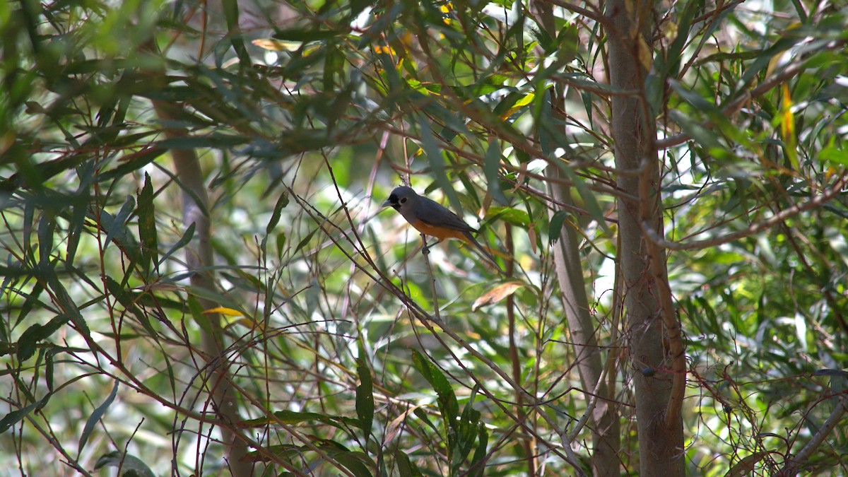 Black-faced Monarch - ML645308923