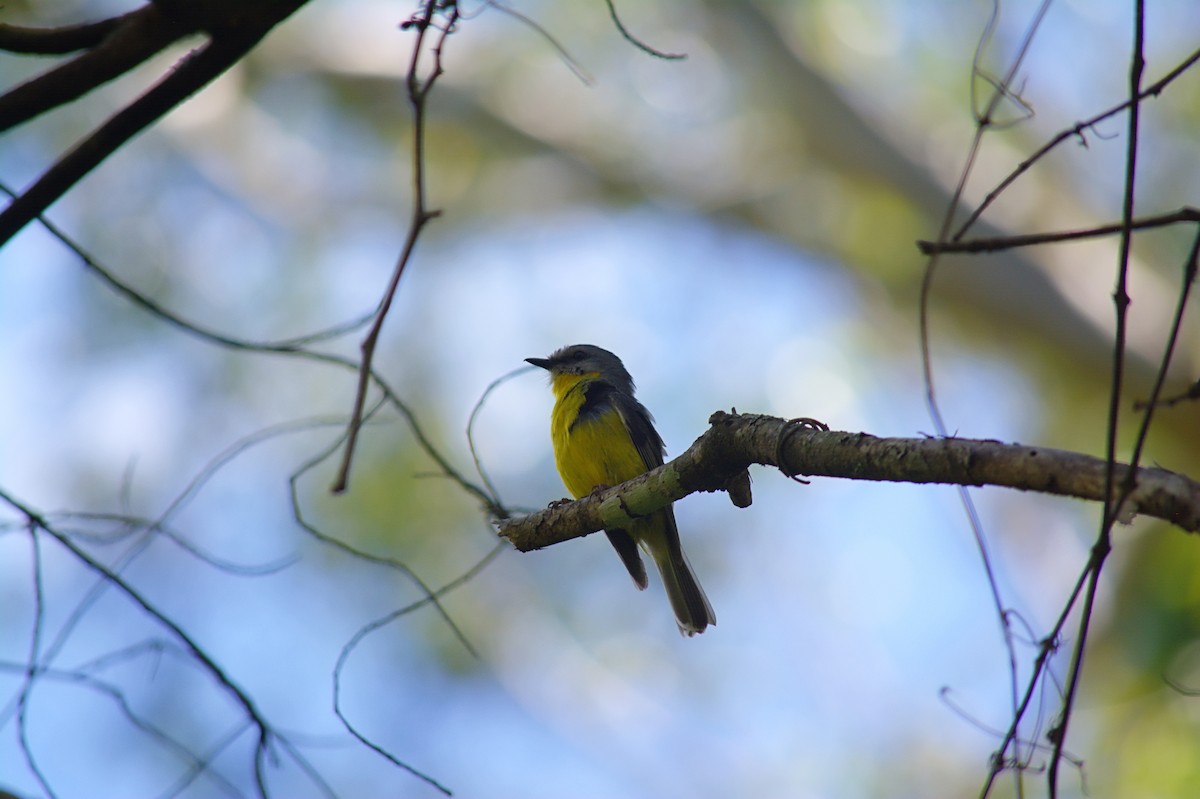 lejsčík žlutý - ML645308930