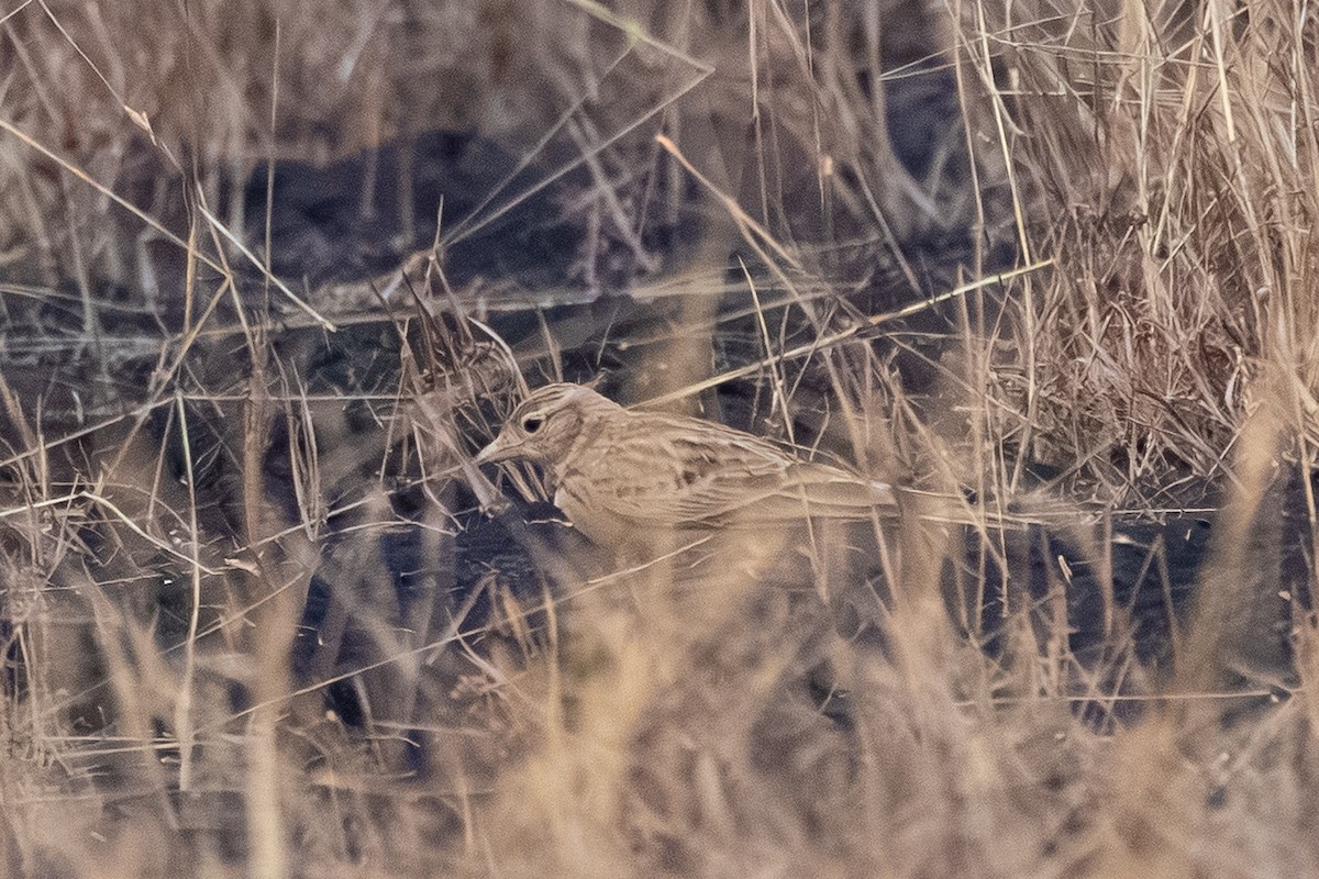 Mongolian Short-toed Lark - ML645308935