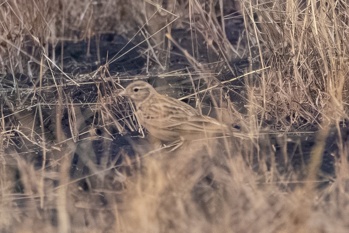 Mongolian Short-toed Lark - ML645308936