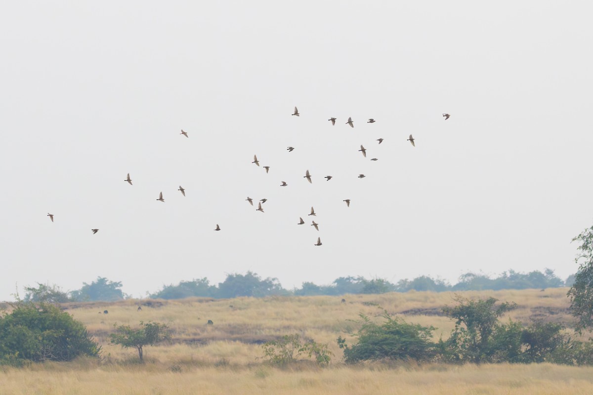 Mongolian Short-toed Lark - ML645308937
