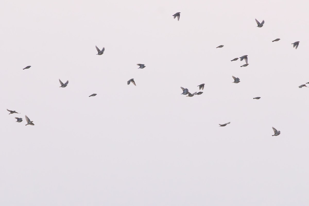 Mongolian Short-toed Lark - ML645308938