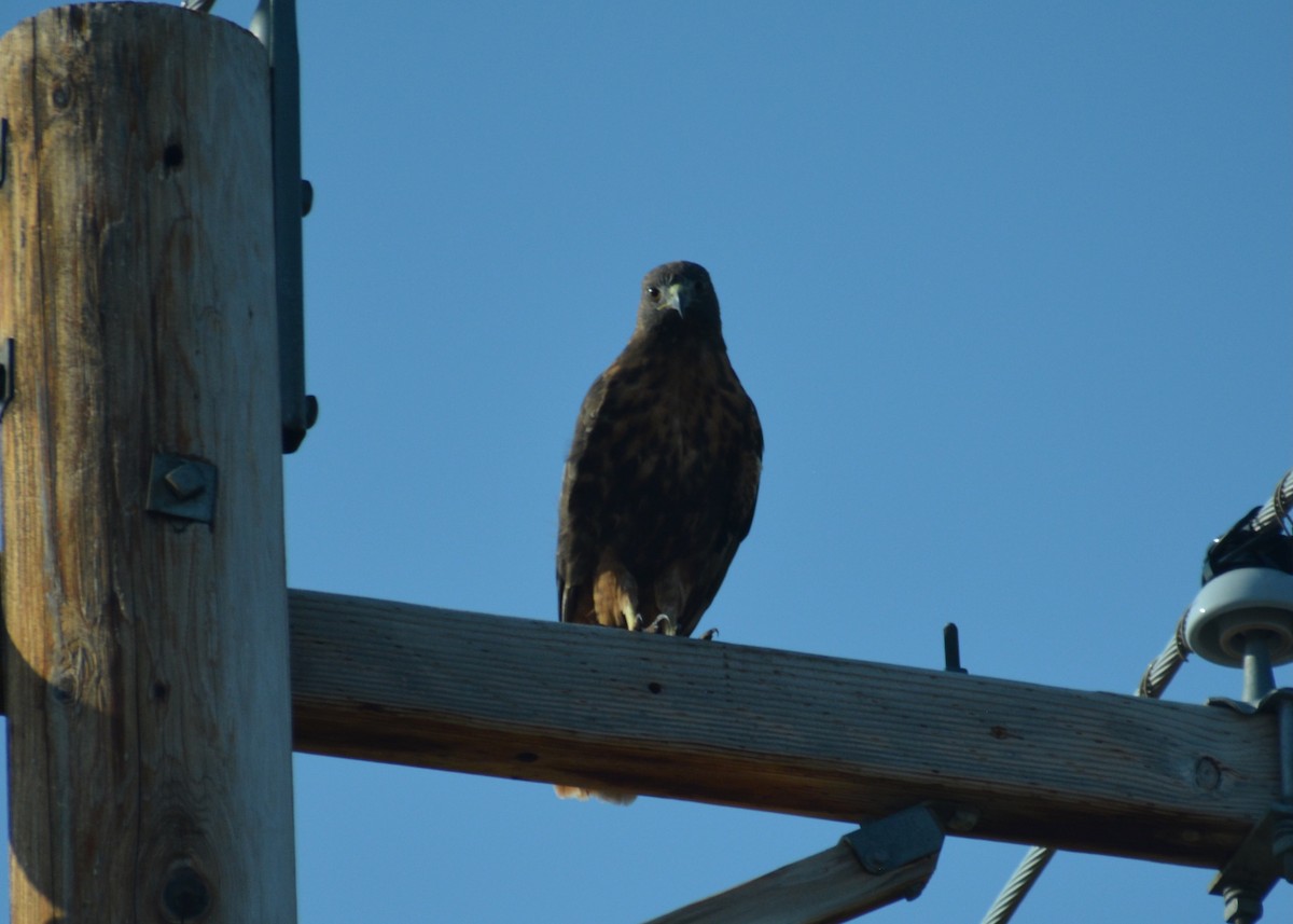 Red-tailed Hawk - ML645308946