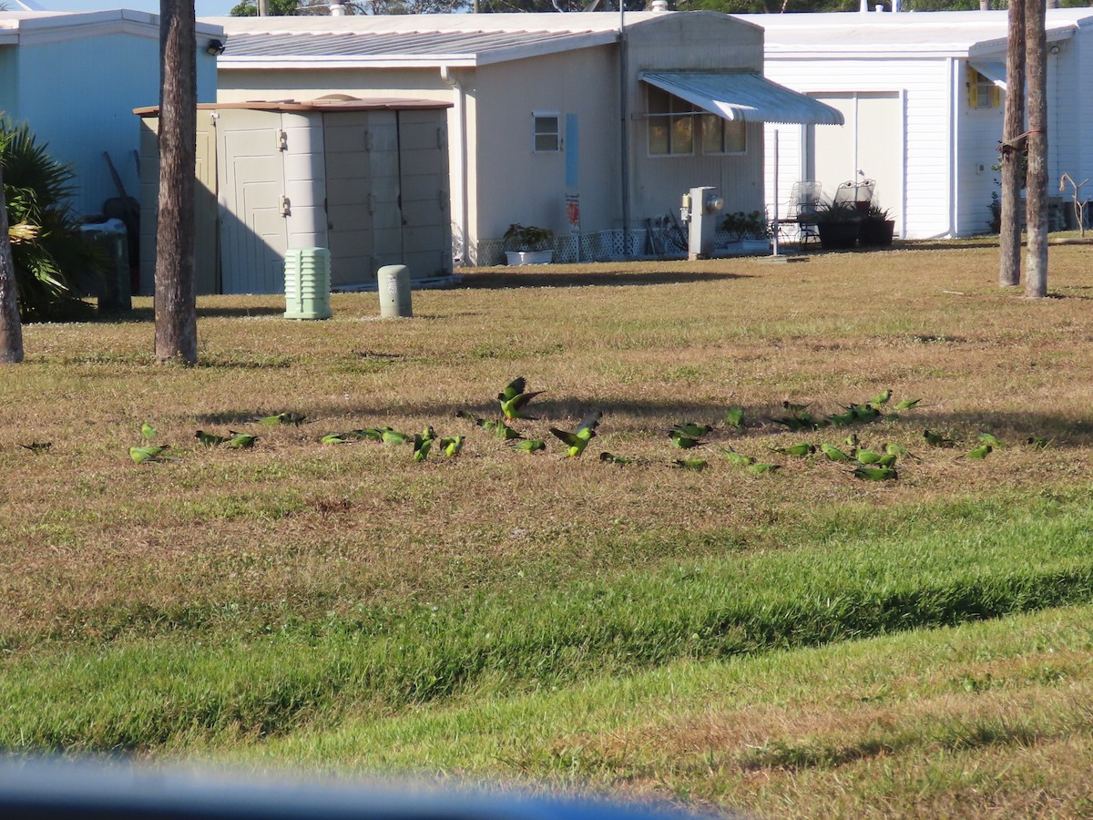 Nanday Parakeet - ML645308950