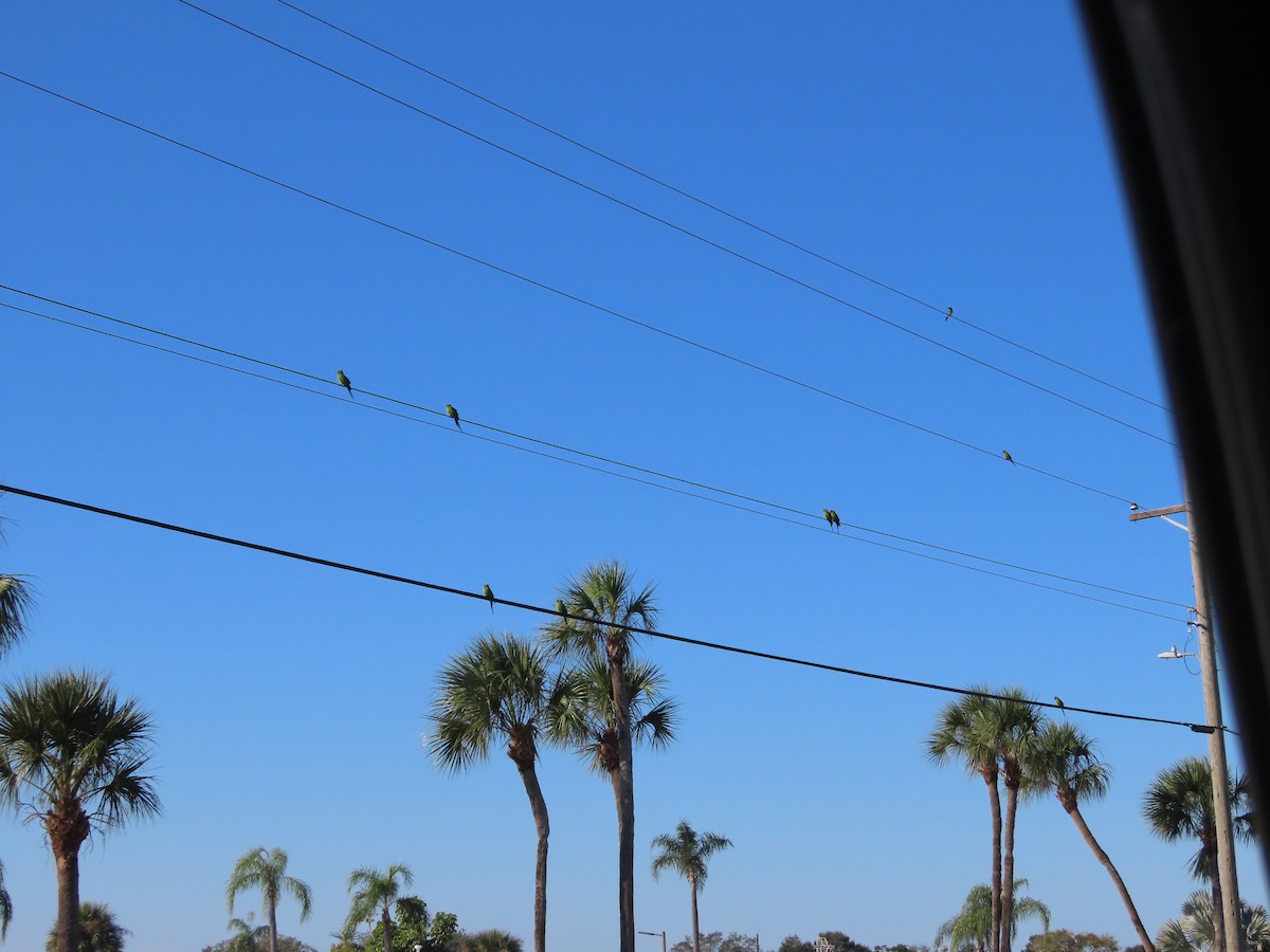 Nanday Parakeet - ML645308951