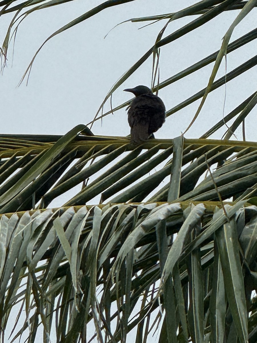 Samoan Starling - ML645308955