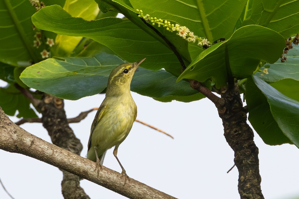 Pouillot du Caucase - ML645308958