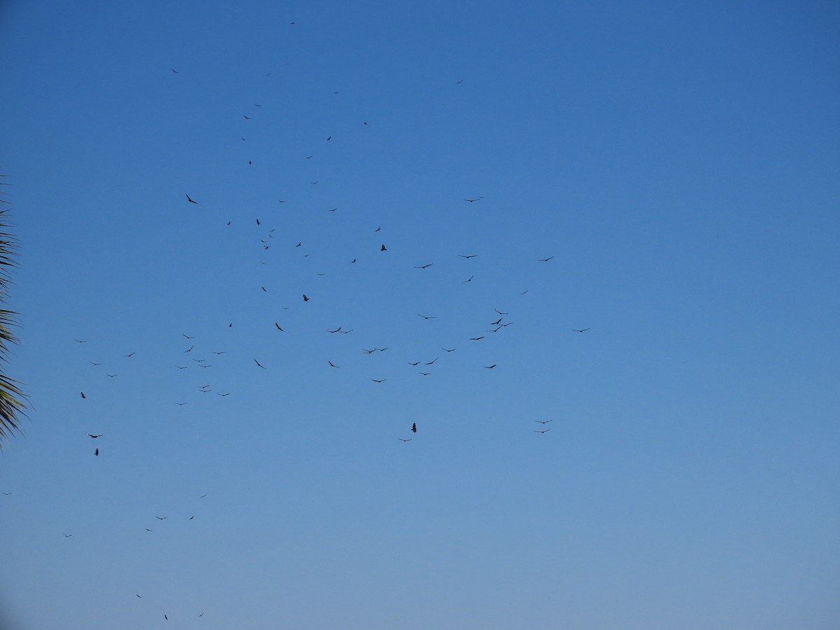 Turkey Vulture - ML645308965
