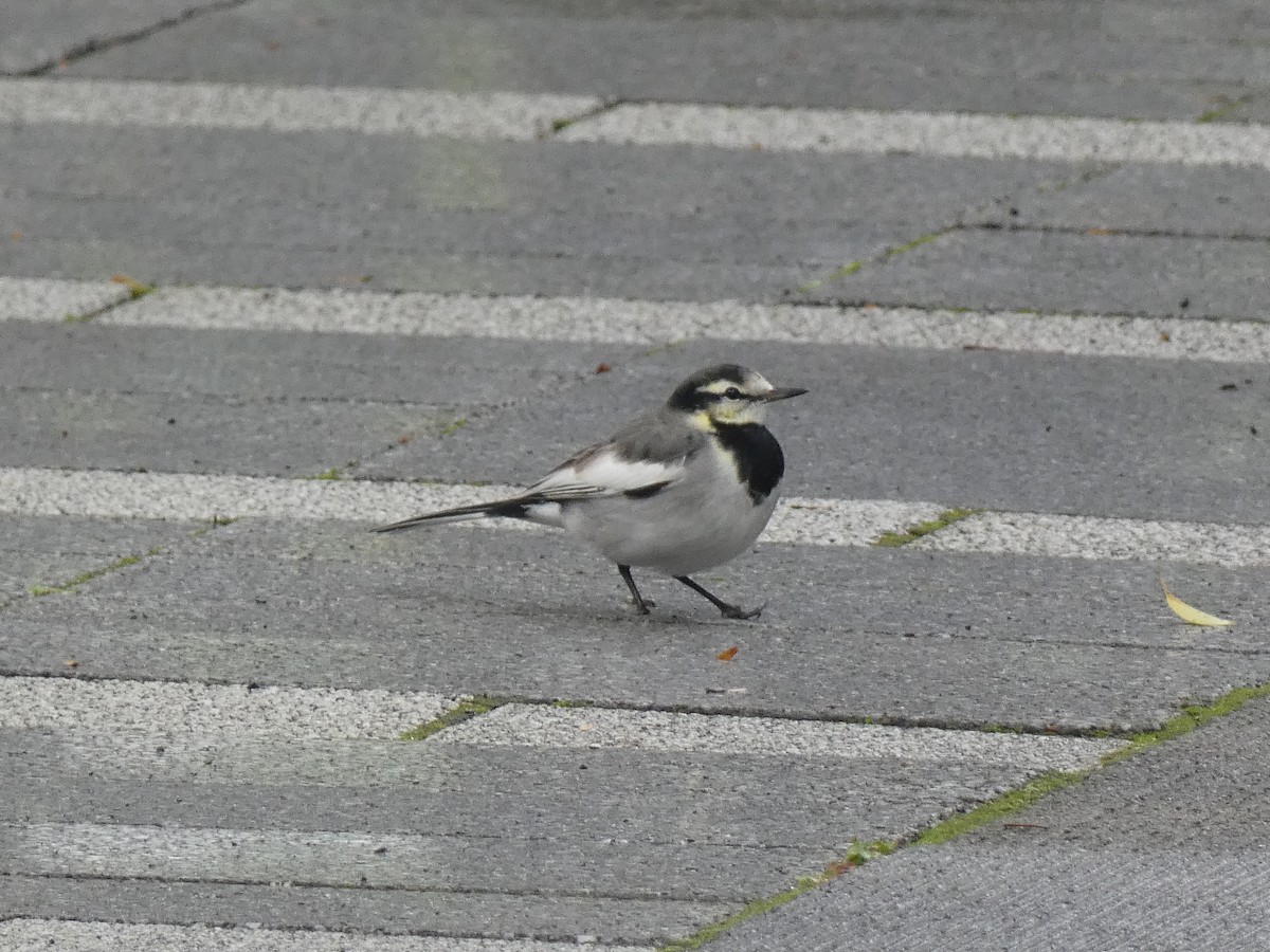 White Wagtail (Black-backed) - ML645308993