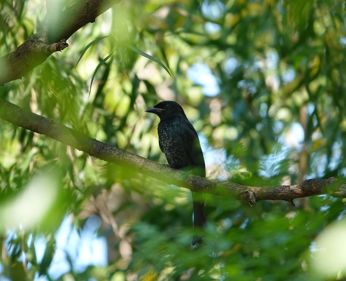 Crow-billed Drongo - ML645309001