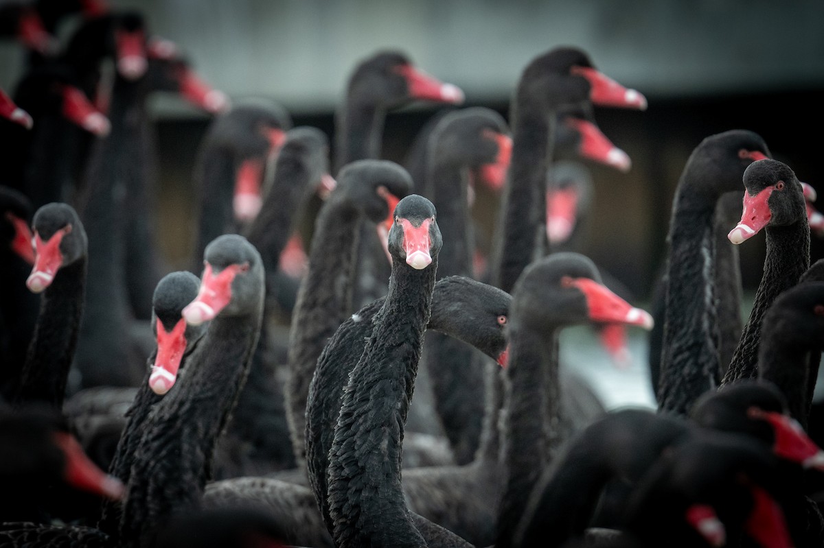 Black Swan - ML645309002