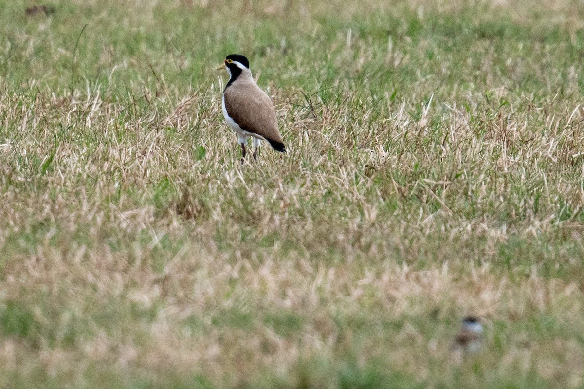 Banded Lapwing - ML645309004