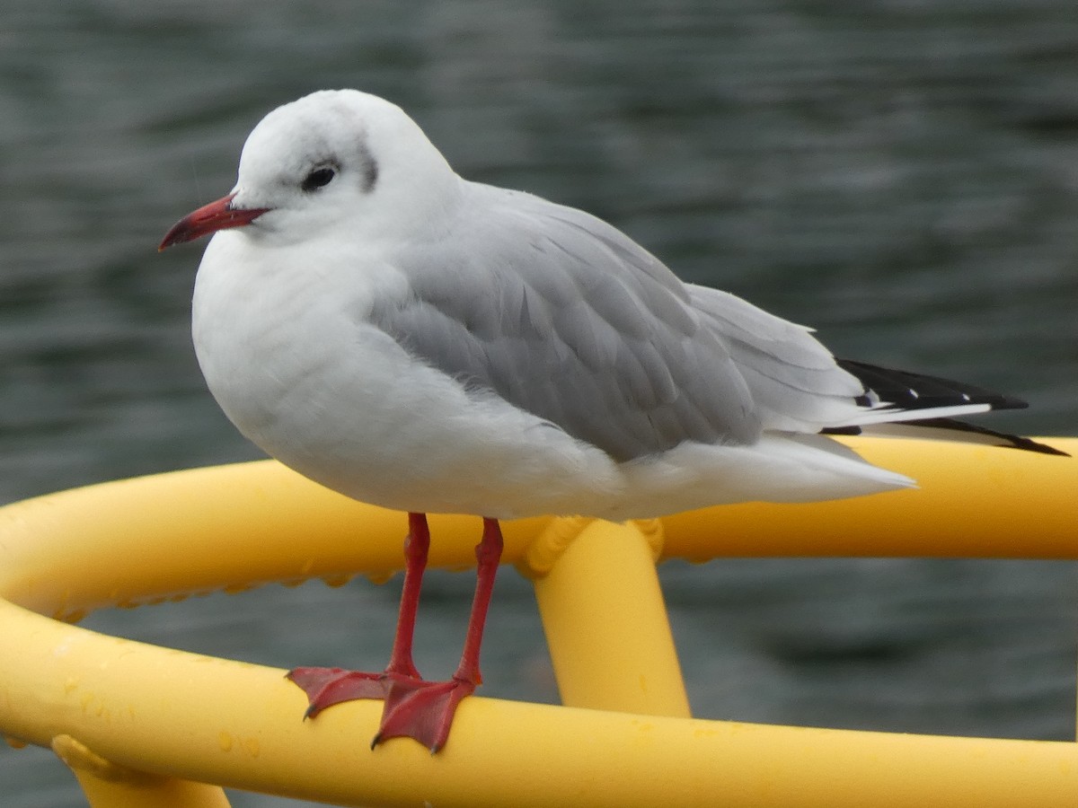 Black-headed Gull - ML645309005