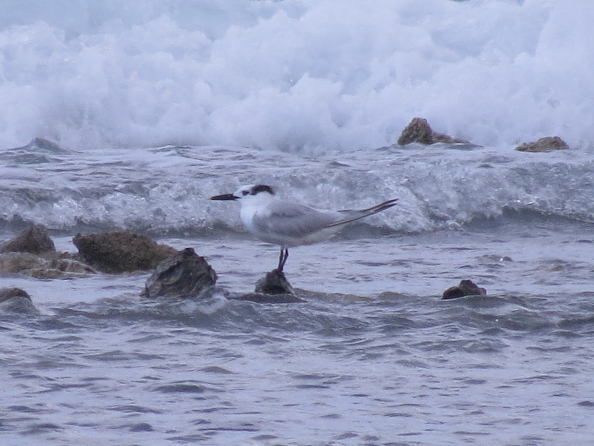 Sandwich Tern - ML64530901