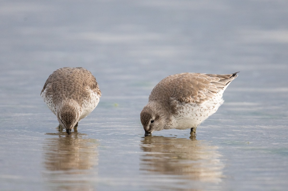 Red Knot - ML645309010