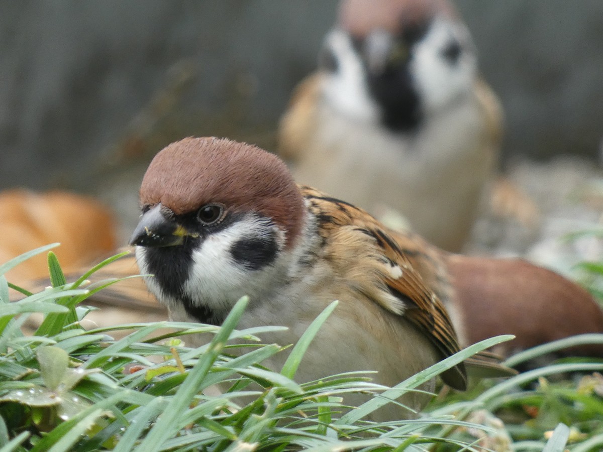 Eurasian Tree Sparrow - ML645309011