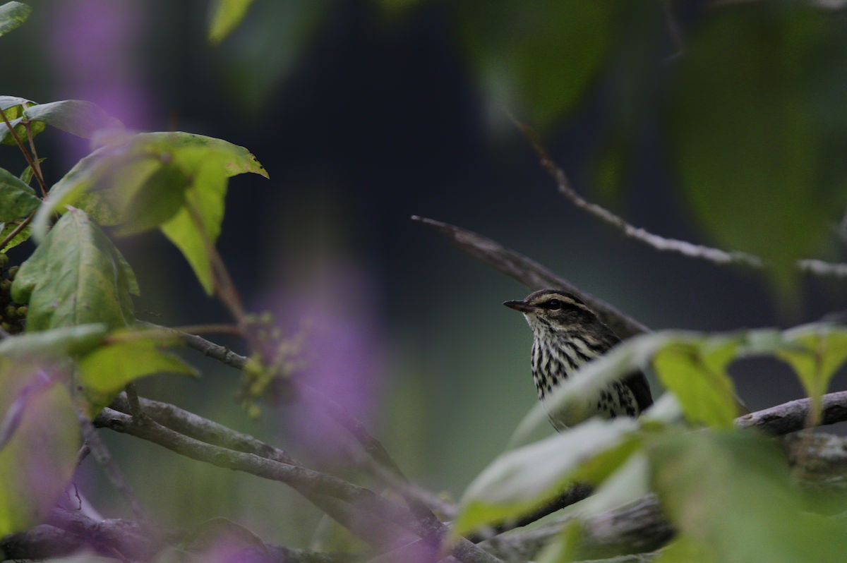 Northern Waterthrush - ML645309016