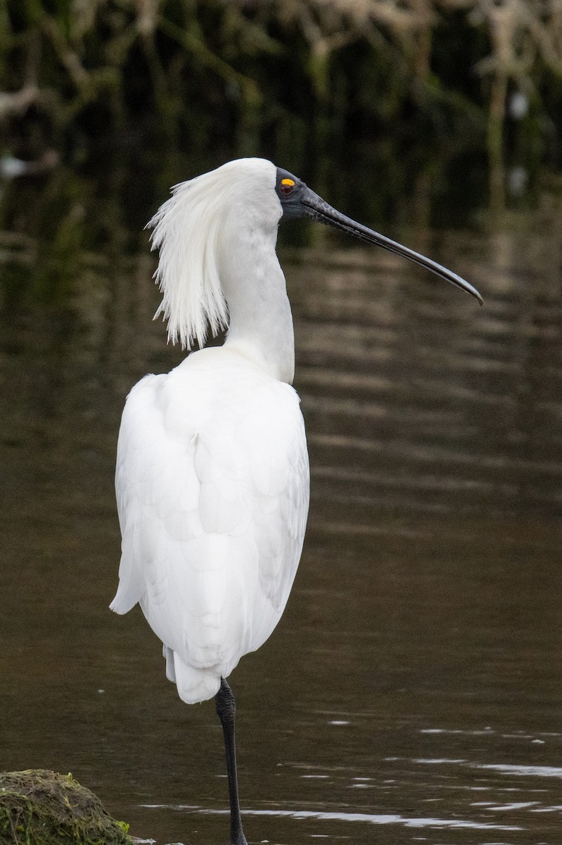 Royal Spoonbill - ML645309017