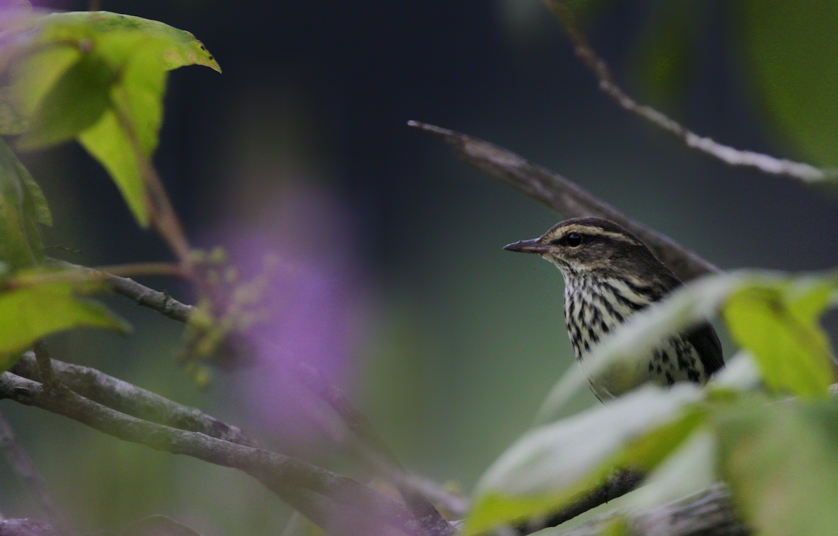 Northern Waterthrush - ML645309018