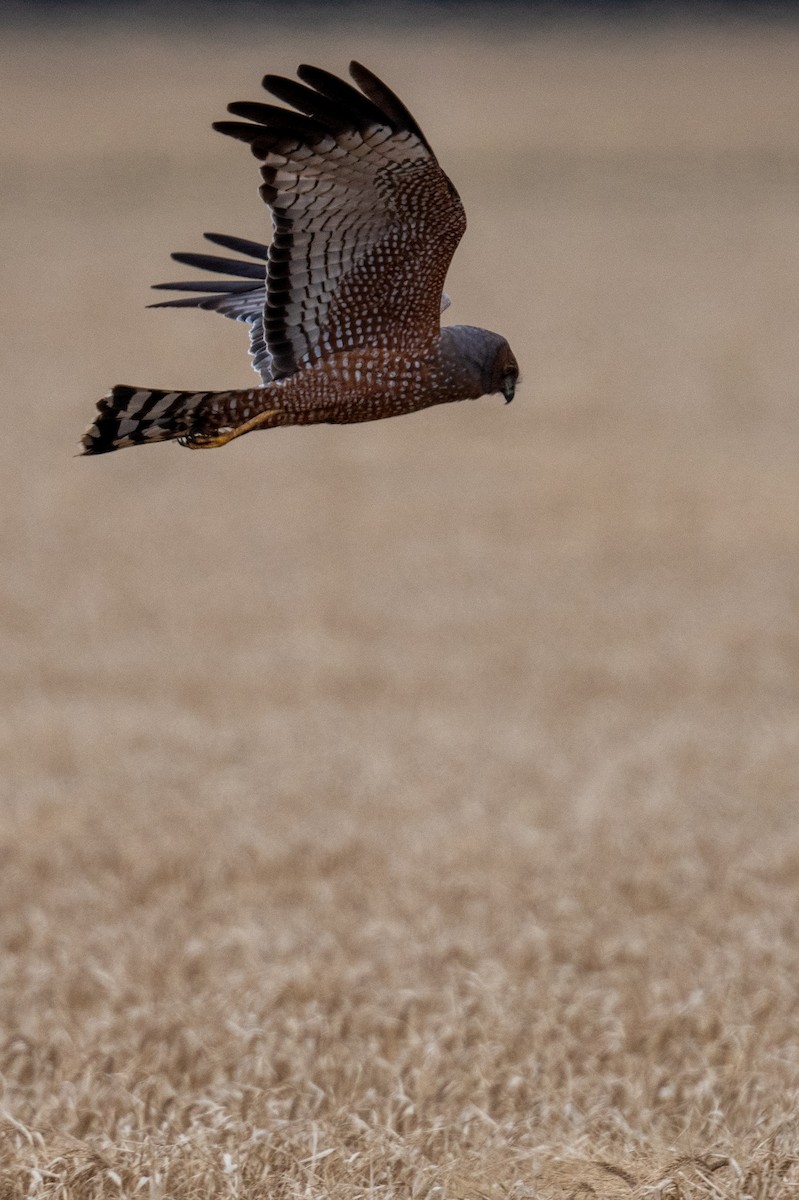 Spotted Harrier - ML645309020