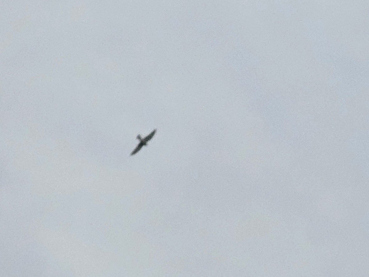 遊隼 - ML645309021