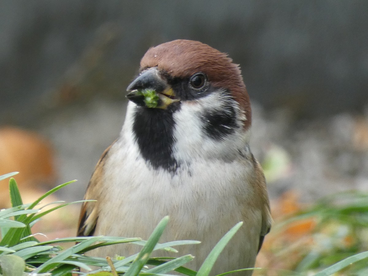 麻雀 - ML645309022