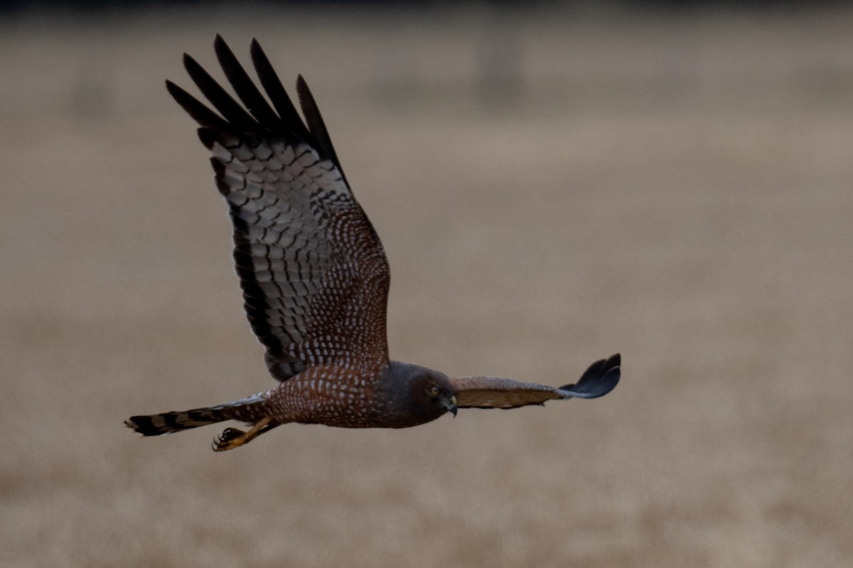 Spotted Harrier - ML645309023