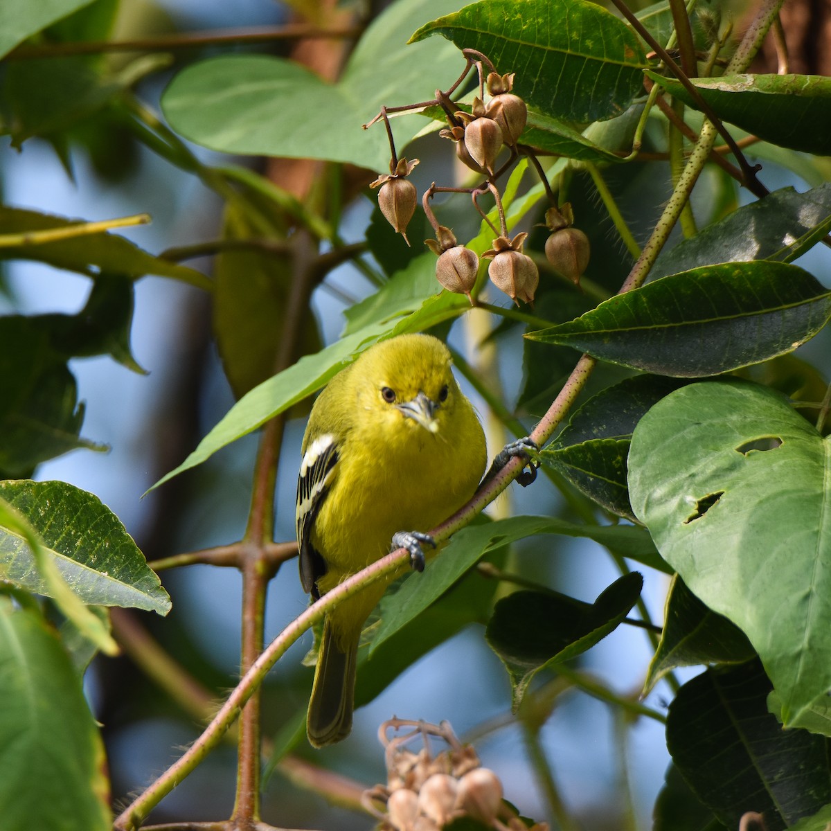 Common Iora - ML645309024