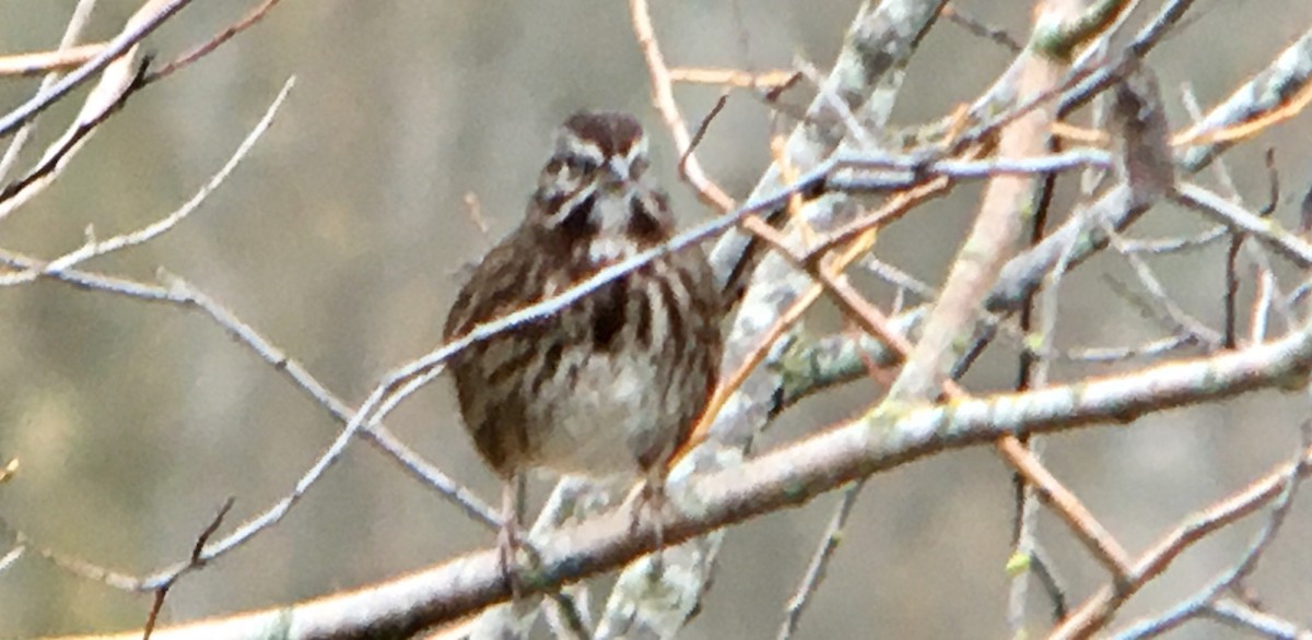 Song Sparrow - ML645309025