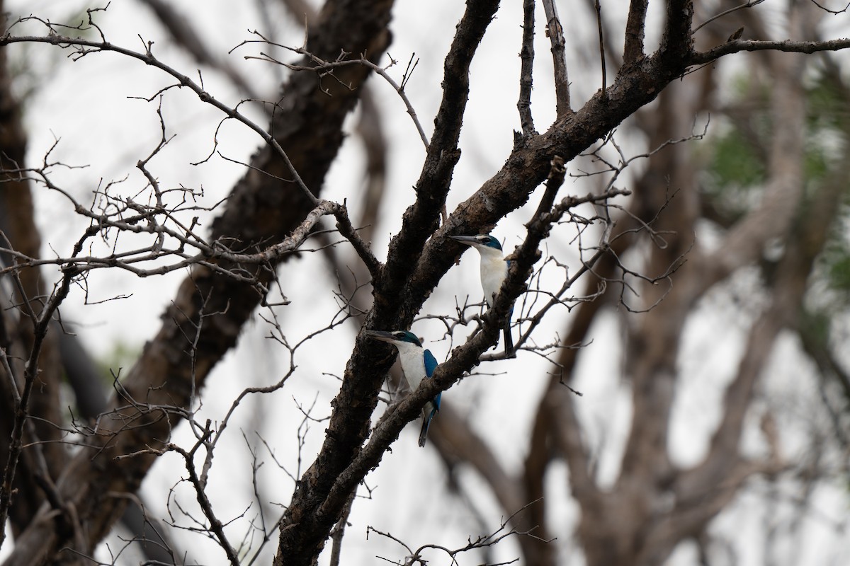 Collared Kingfisher - ML645309026
