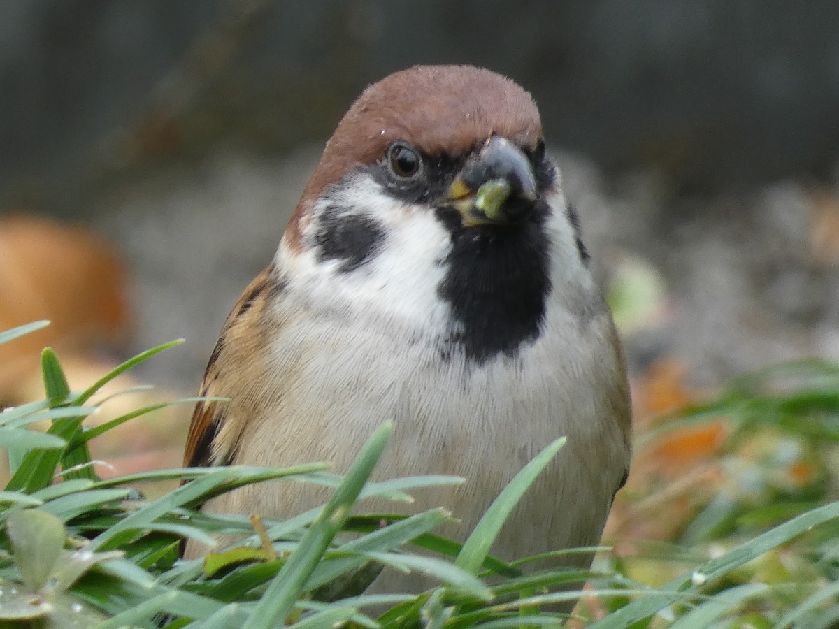 麻雀 - ML645309027