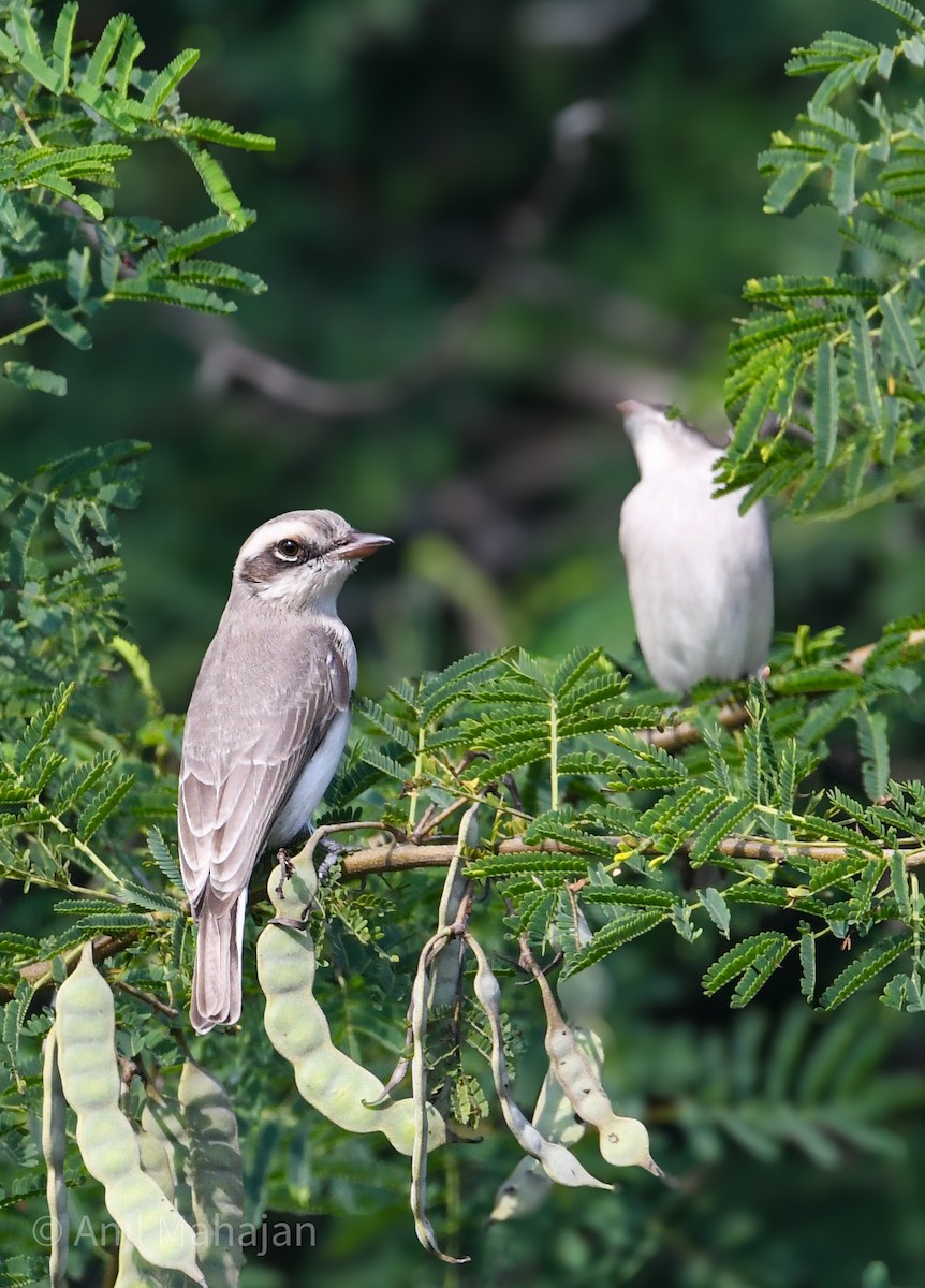 Common Woodshrike - ML645309028