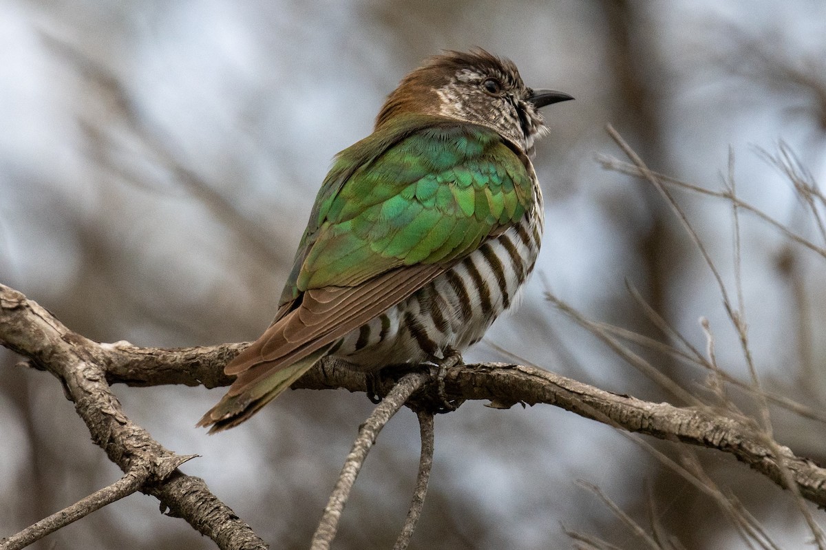 Shining Bronze-Cuckoo - ML645309029