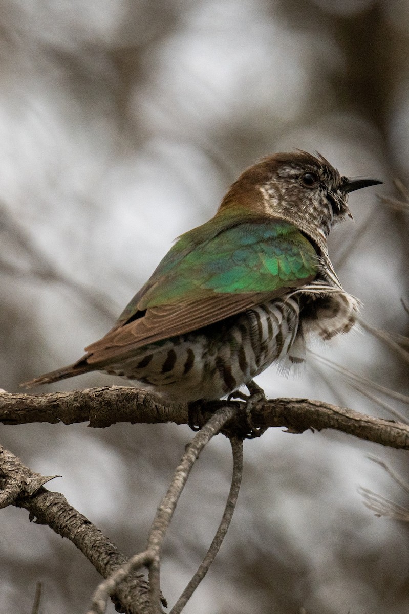 Shining Bronze-Cuckoo - ML645309030