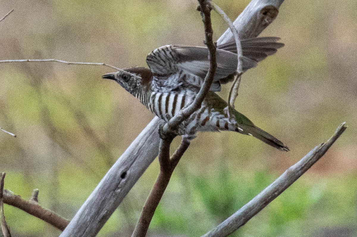 Shining Bronze-Cuckoo - ML645309031
