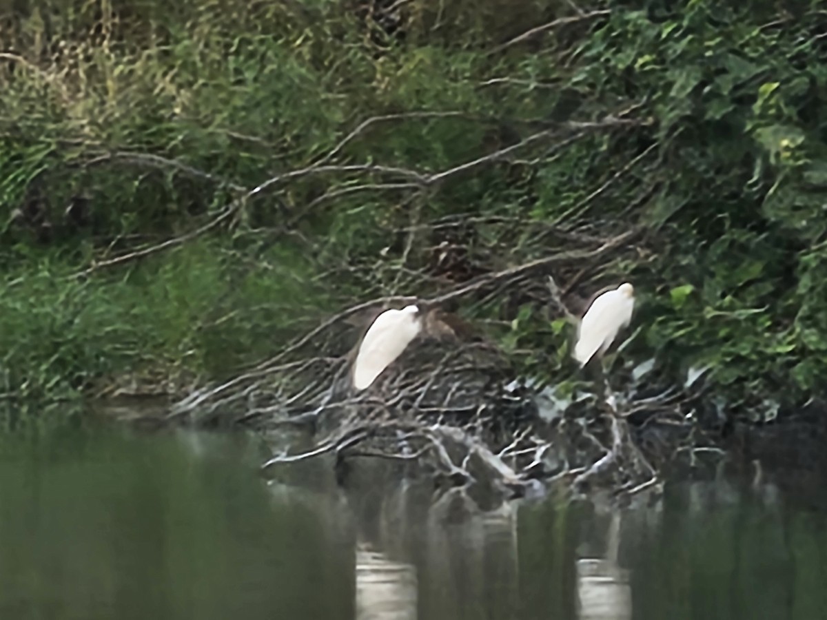 Eastern Cattle-Egret - ML645309032
