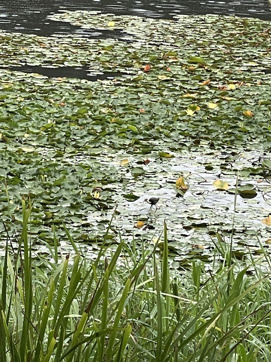 Comb-crested Jacana - ML645309033