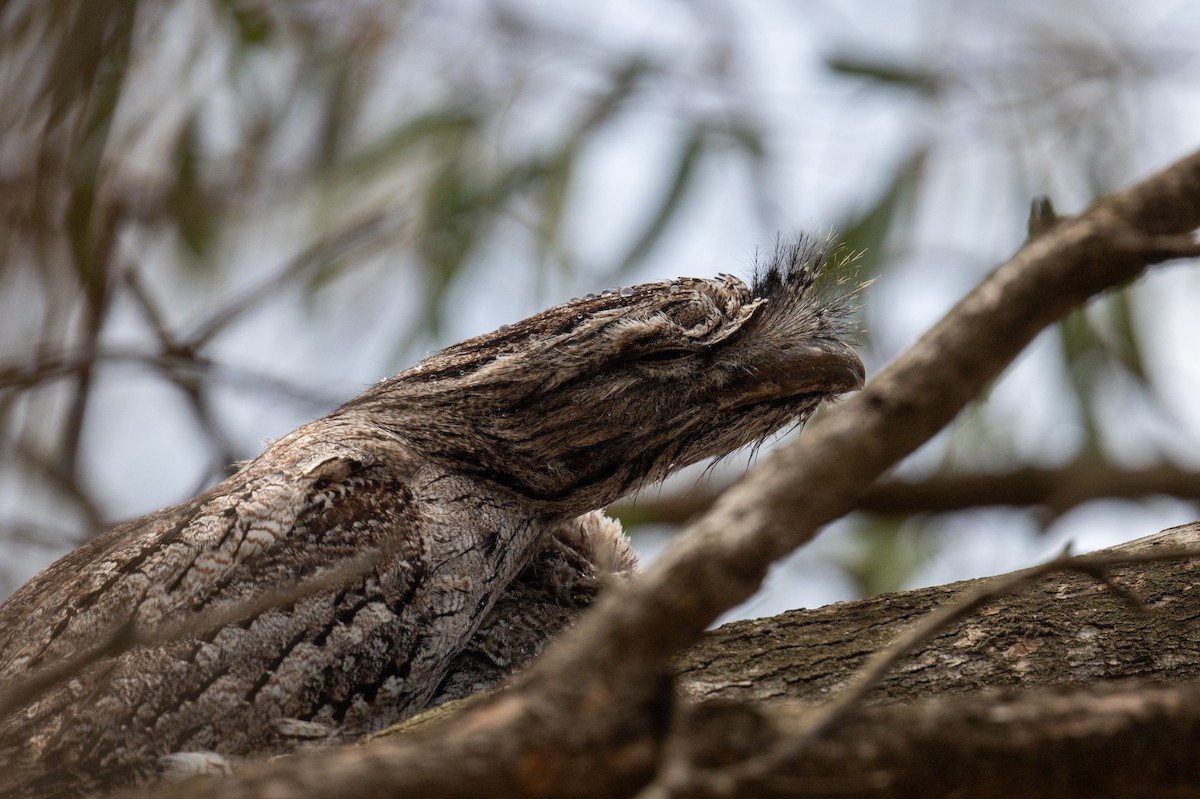 Tawny Frogmouth - ML645309035