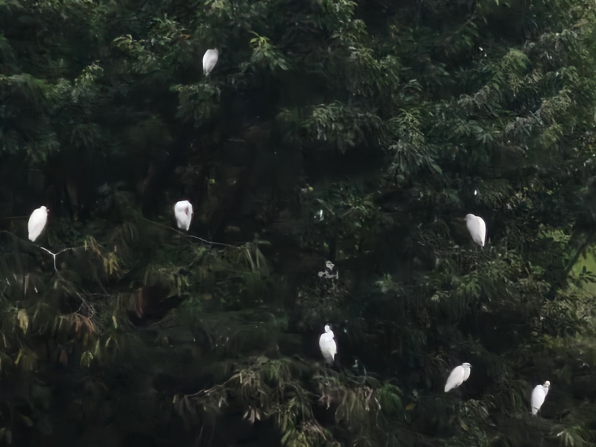 Eastern Cattle-Egret - ML645309036